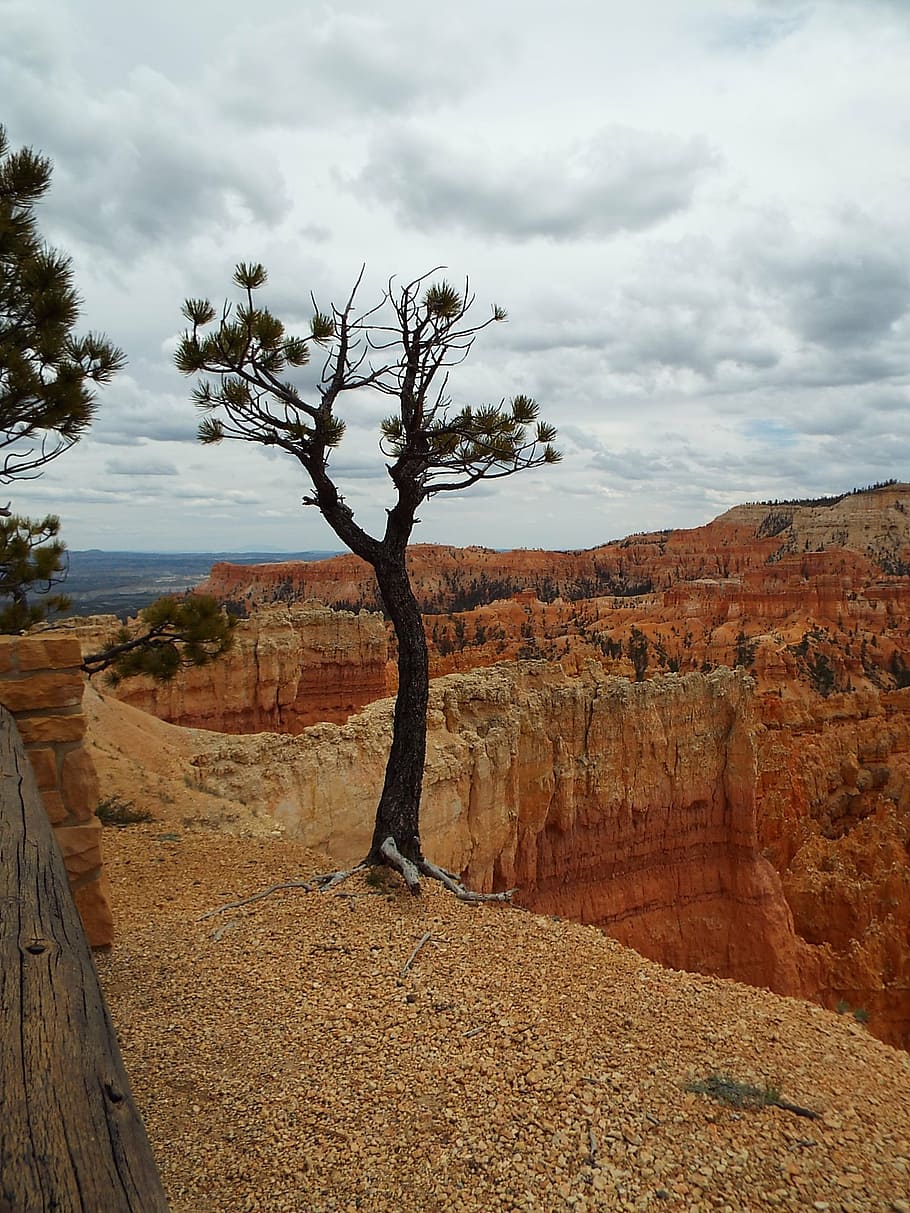 tree, bryce canyon, utah, national, park, nature, sandstone HD wallpaper