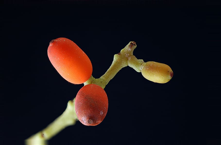 flora, macro, tiny, black background, no people, studio shot HD wallpaper
