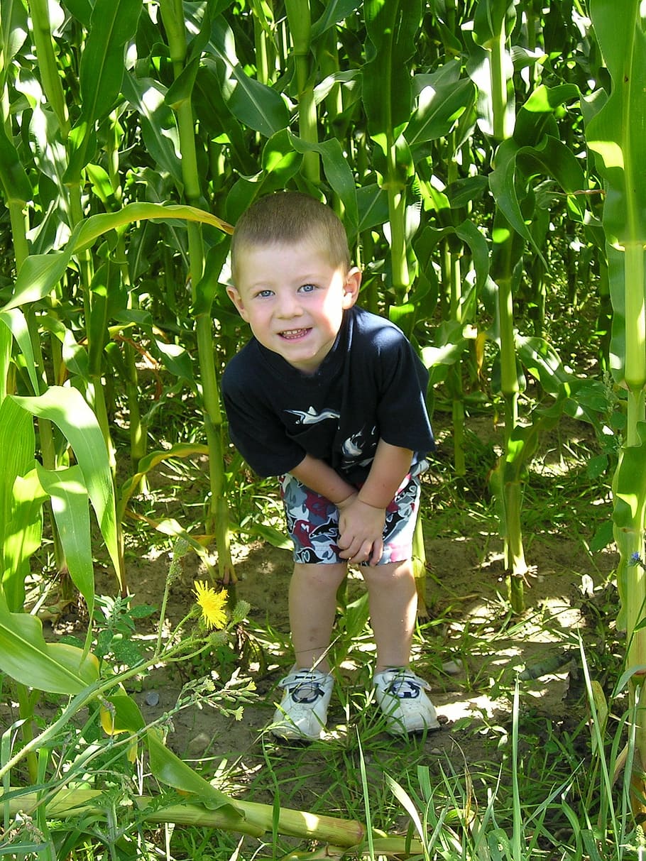 child, camping, fun, boy, happy, green, cornfield, boys, outdoors HD wallpaper