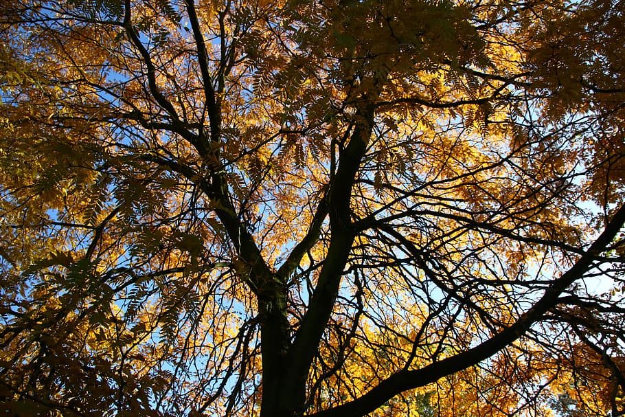 tree, leaves, light, plant, autumn, low angle view, branch HD wallpaper