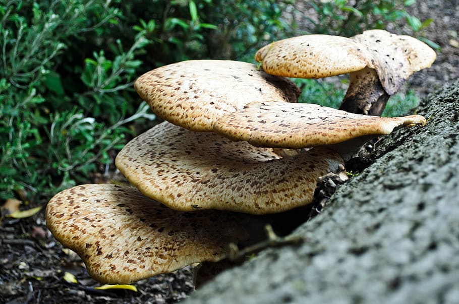 Polypores, Bacteria, Bark, Botany, big, bracket fungus, chinese HD wallpaper