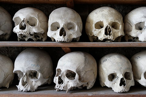white human skull decors on wooden shelf, frame, bone, cranium HD wallpaper