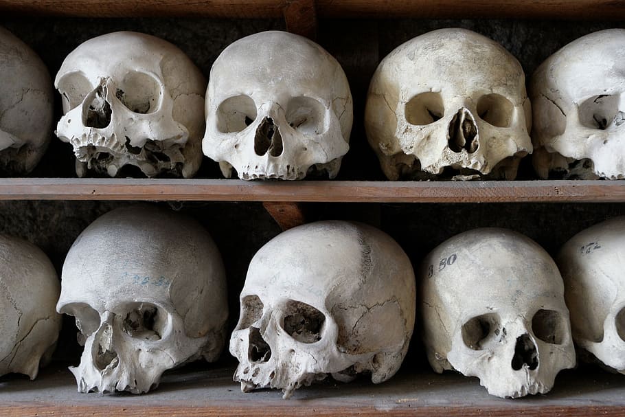 white human skull decors on wooden shelf, frame, bone, cranium HD wallpaper