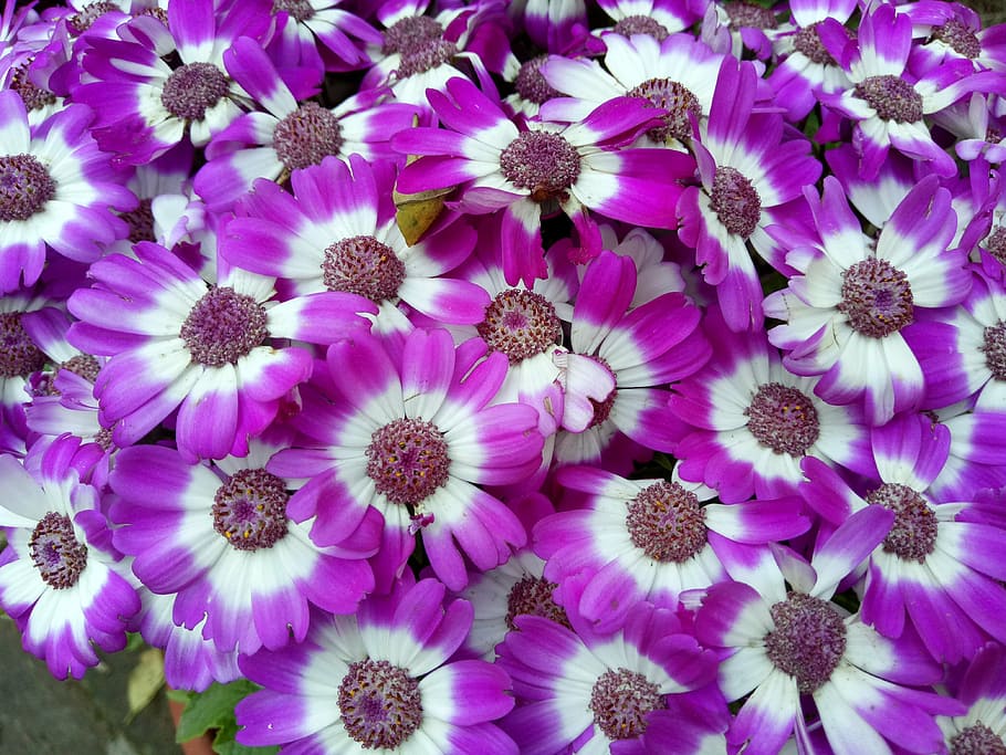 words, flowers, spring, warm, color, landscape, flowering plant HD wallpaper