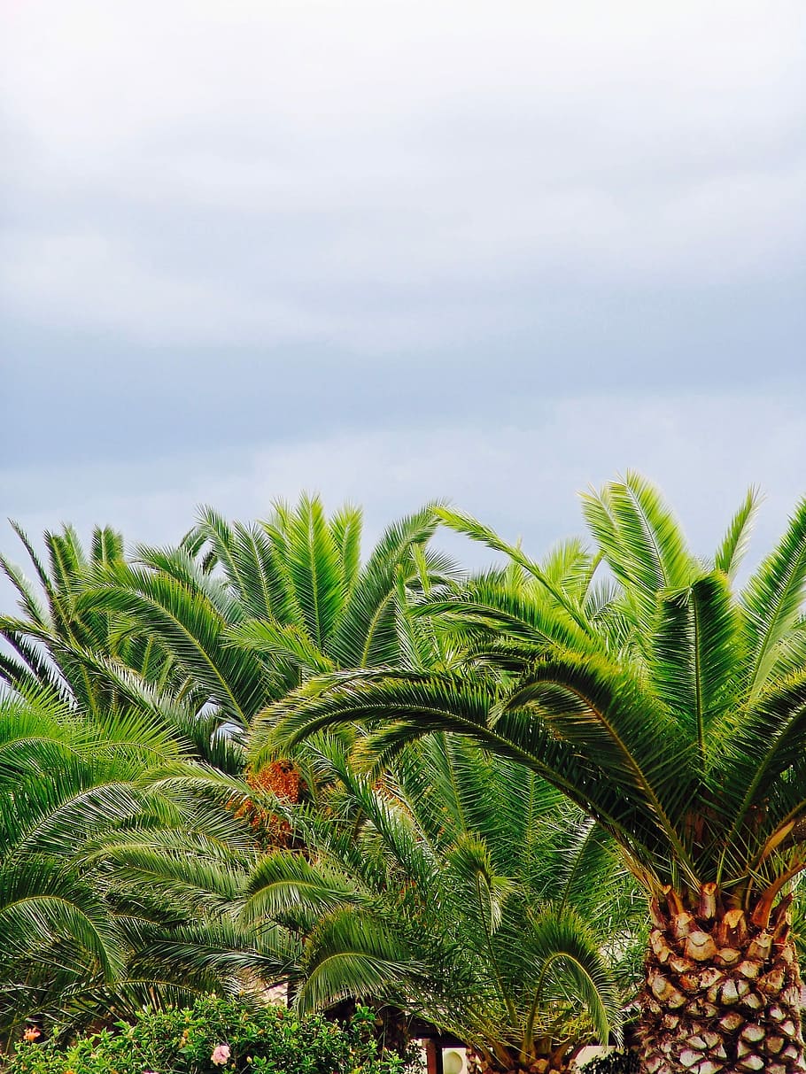 Palm, Tree, Forest, Summer, sky, frond, palm tree, nature, growth HD wallpaper