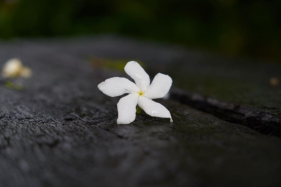 Flower, Single, White, Stand Alone, background, flowers, plant HD wallpaper