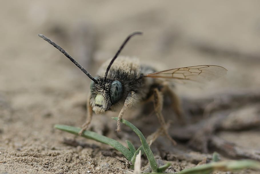 bee, wild, insecta, ground, macro, animal themes, one animal HD wallpaper
