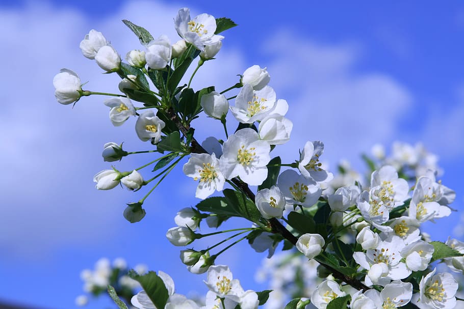 Bird Cherry, Cherry, Cherry, Cherry Tree, Blossom, Tree, flowering tree HD wallpaper