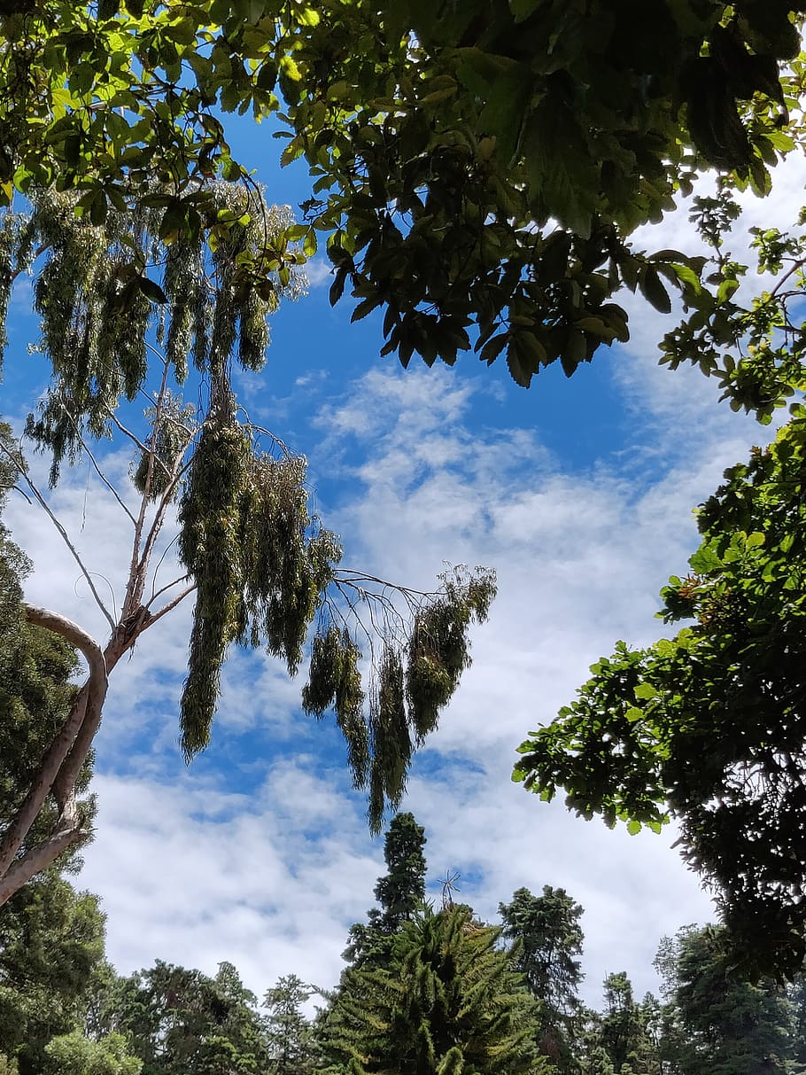 blue clear sky, ooty, india, tree, plant, low angle view, growth