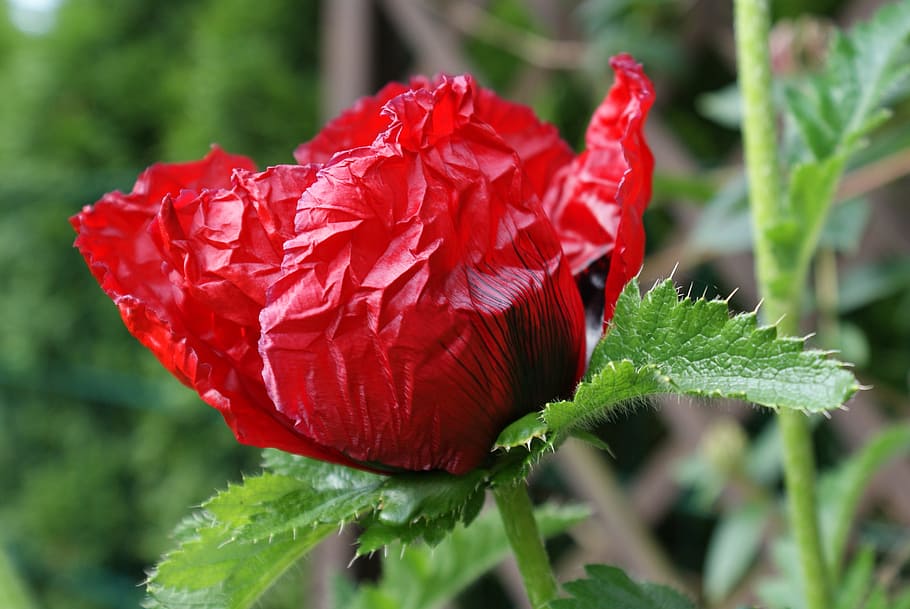 klatschmohn, may, red, vulnerability, close-up, flowering plant HD wallpaper