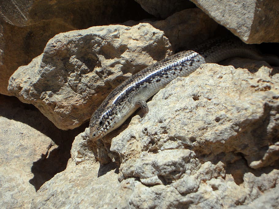 Lizard, Reptile, Animal, Creature, stone wall, wall residents HD wallpaper