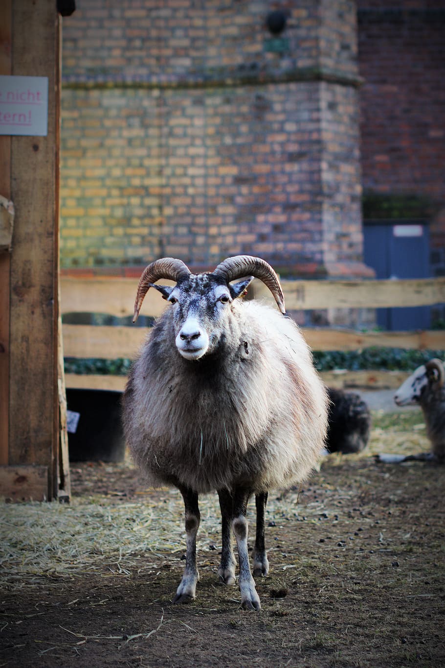 sharp, sheep, horns, nature, animal world, farm, livestock HD wallpaper