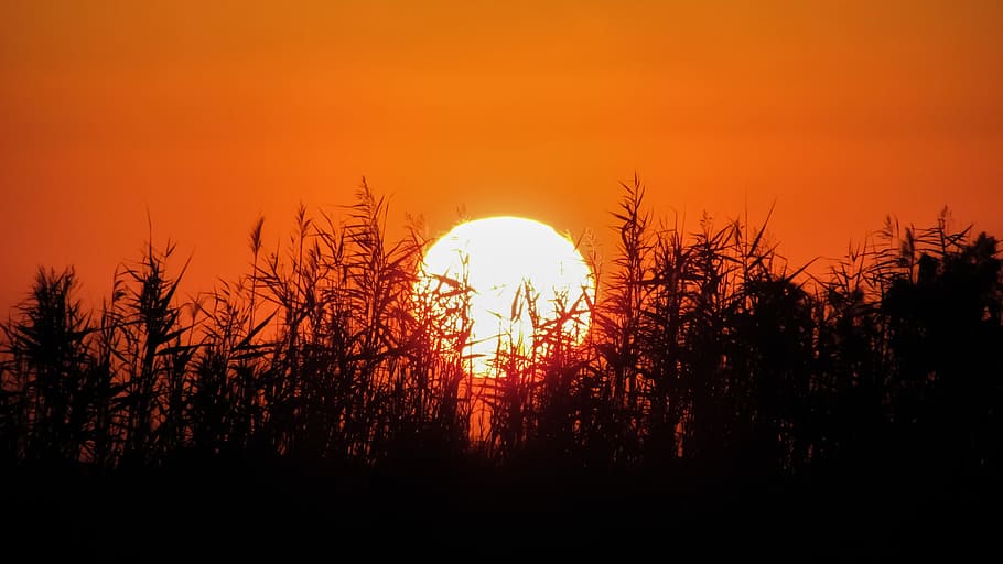 Sunset, Reeds, Evening, Sunlight, nature, landscape, silhouette HD wallpaper