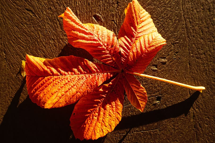 chestnut leaf, red, bright, autumn, fall color, nature, orange color HD wallpaper