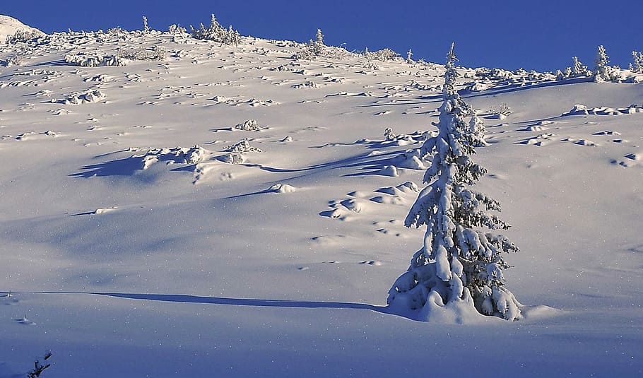 Winter, Snow, Tree, Covered, snow-covered trees, spruce, biel HD wallpaper