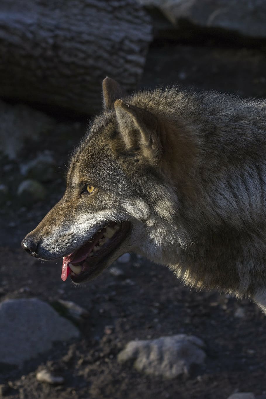 grey and black wolf, predator, hunter, canis lupus, portrait HD wallpaper