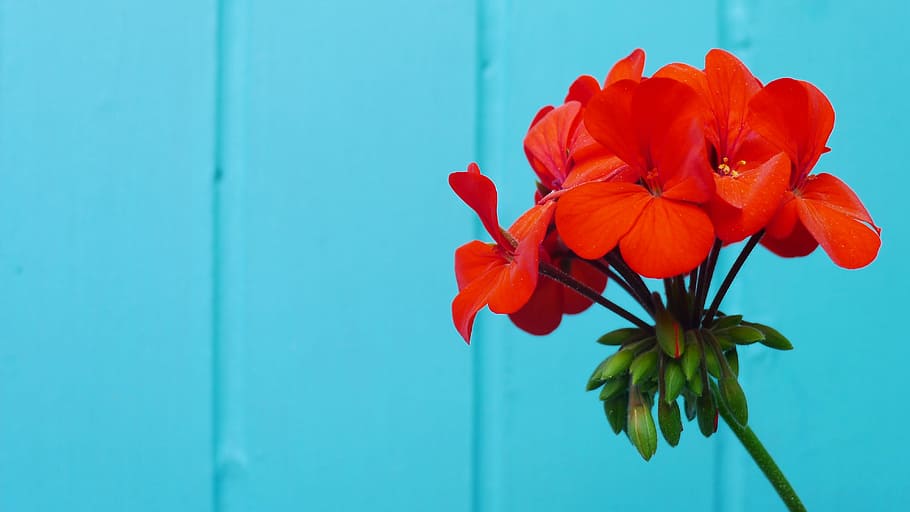 Flower, Red, Blue, Blue, Wall, nature, plant, summer, petal HD wallpaper