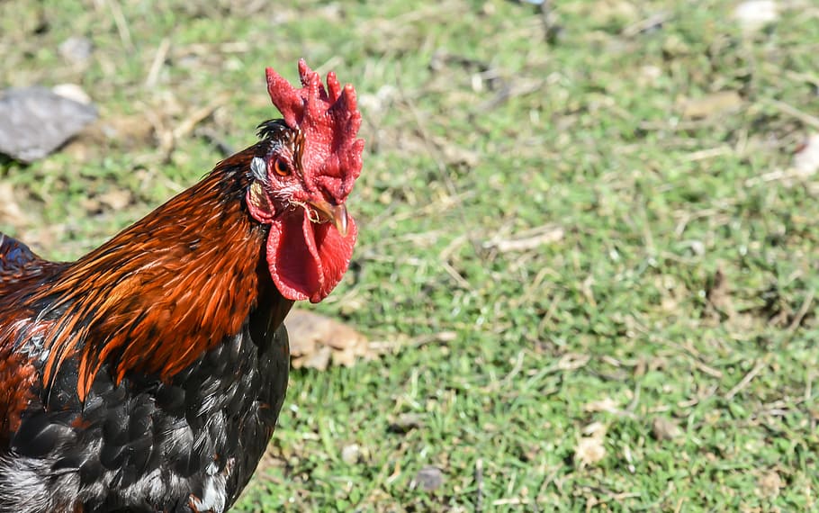 Rooster, Farm, Ducks, Chicken, Bird, animal, poultry, domestic HD wallpaper