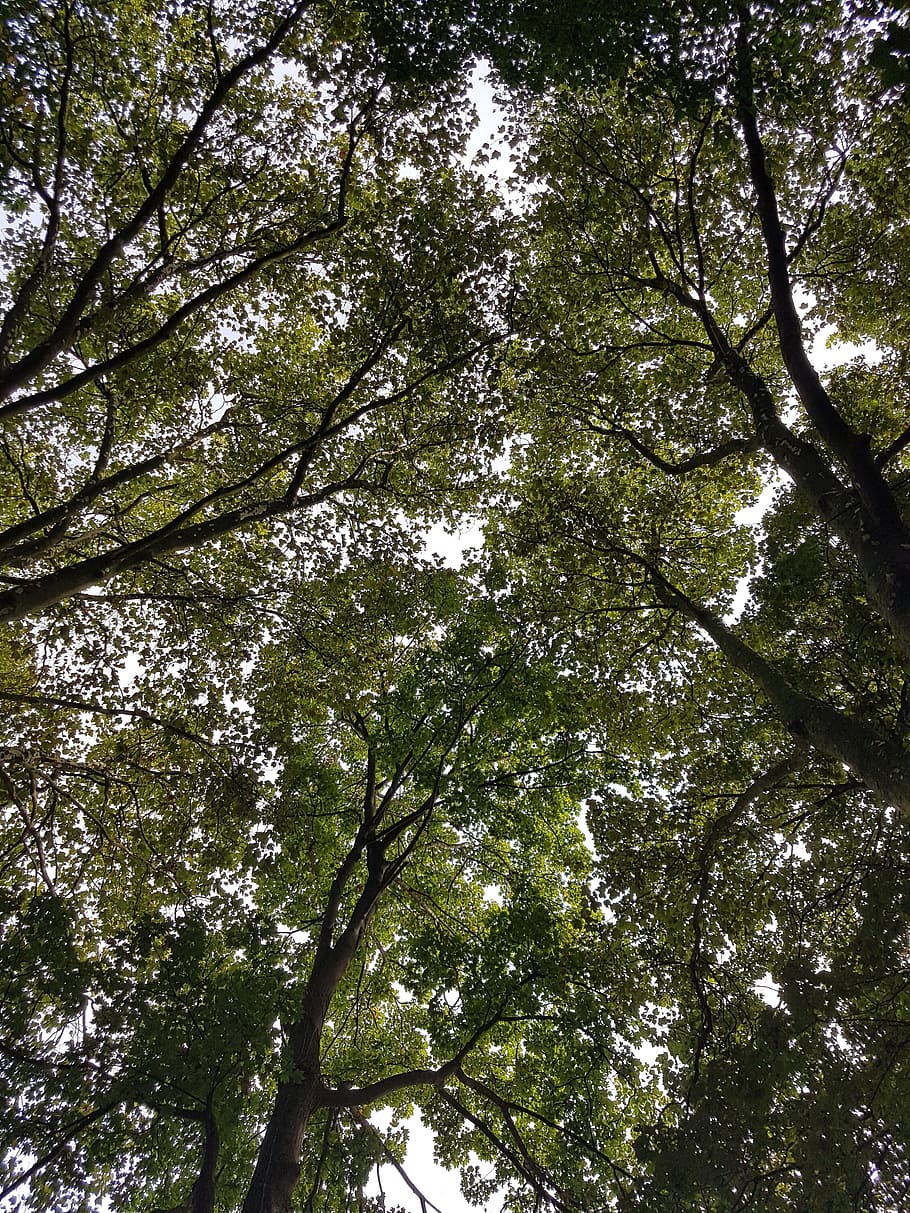 tree, sky, nature, plant, low angle view, growth, beauty in nature HD wallpaper