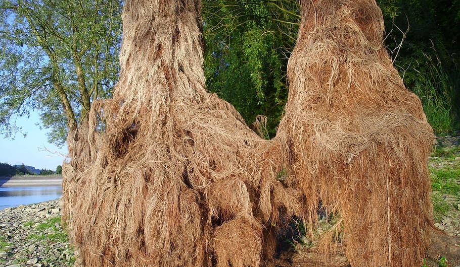 root, tree, nature, woolly, hairy, luftwurzler, jungle, plant HD wallpaper