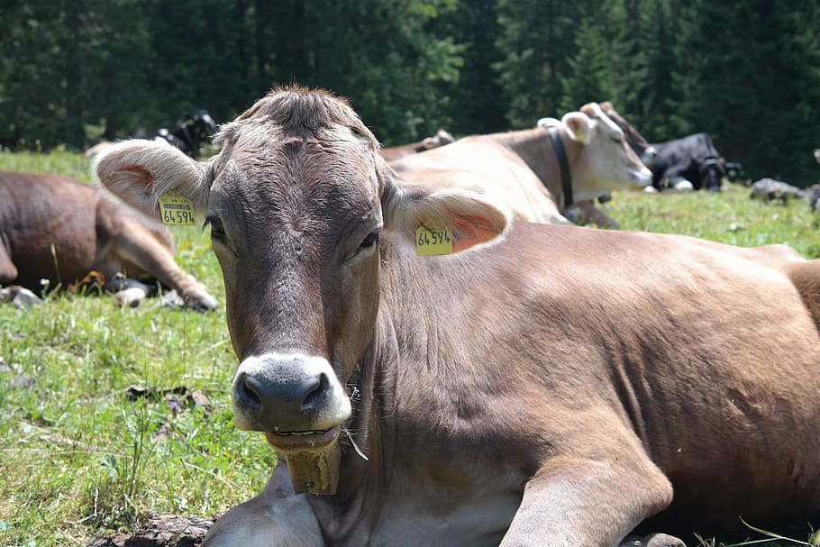 cow, animal, beef, alm, kuhschnauze, animal themes, one animal HD wallpaper