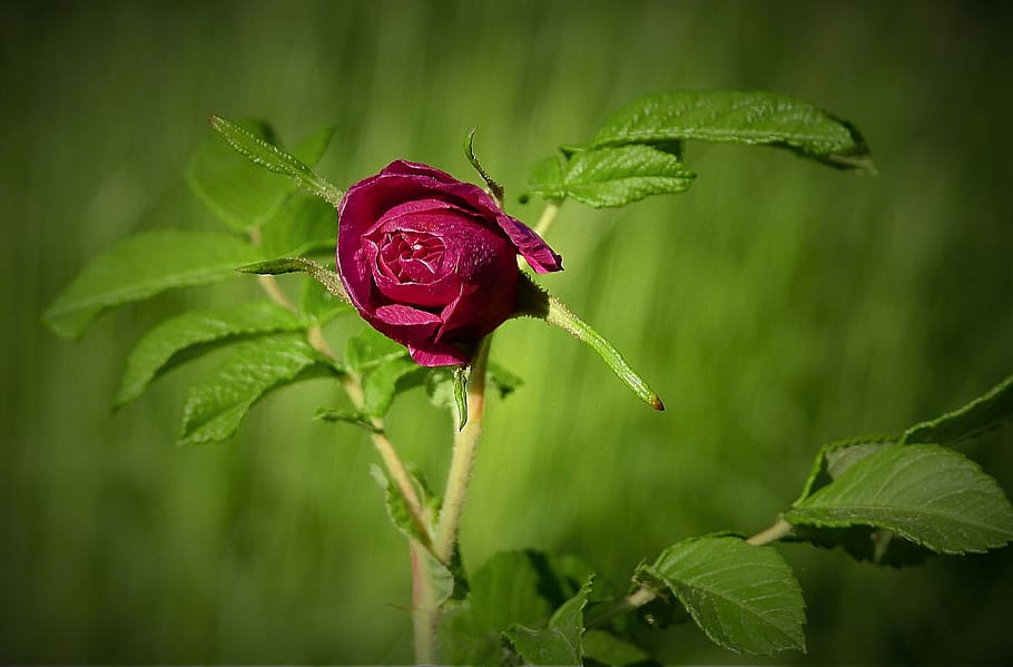 nature, rose flower, plant, beauty in nature, flowering plant HD wallpaper