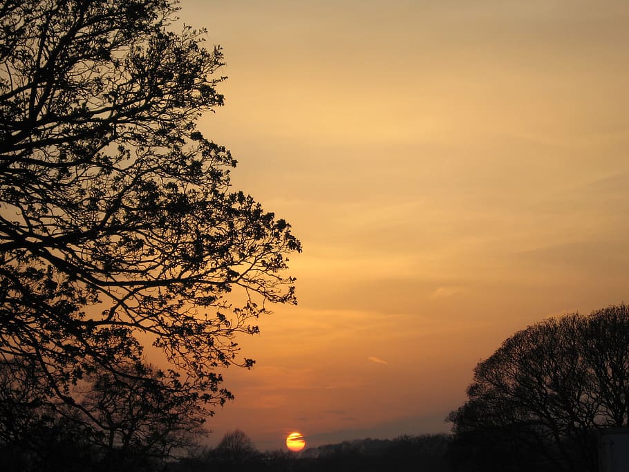 Sunset, Tree, Branches, sky, nature, outdoors, dusk, silhouette HD wallpaper
