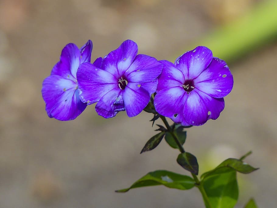 tiny, purple, flowers, garden, gardening, close-up, nature HD wallpaper