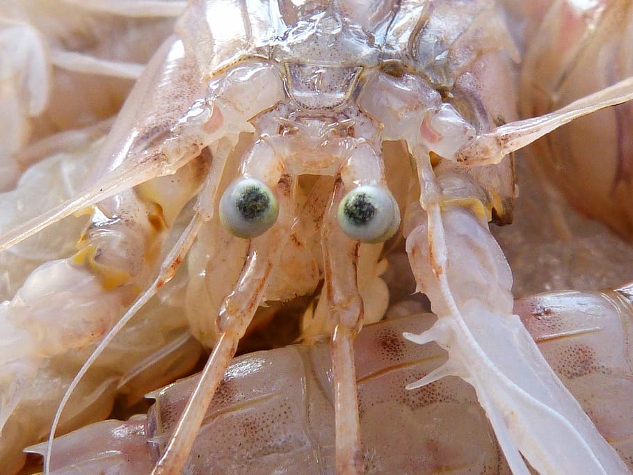 galley, crustacean, eyes, close-up, no people, food and drink