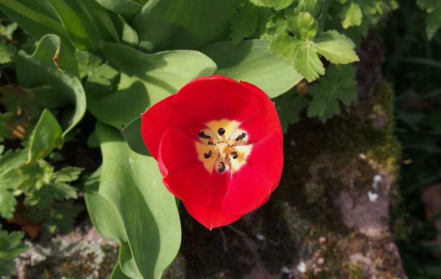 tulip, blossom, bloom, spring, red, bright, stamp, plant, flower HD wallpaper