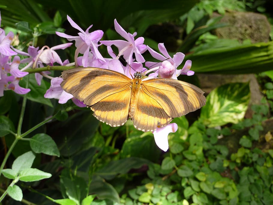 Butterfly, Insect, flower, nature, freshness, fragility, one animal HD wallpaper