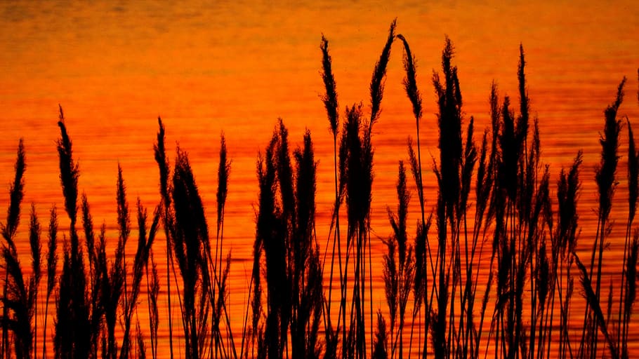 Sunset, Reed, Silhouette, red, growth, nature, orange color, HD wallpaper