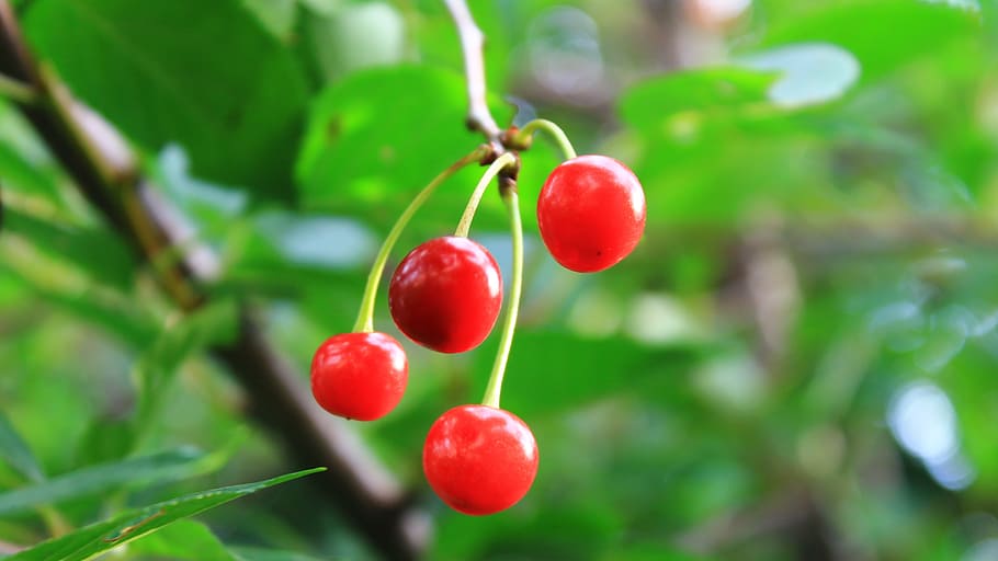 cherry, greens, summer, food and drink, healthy eating, fruit HD wallpaper