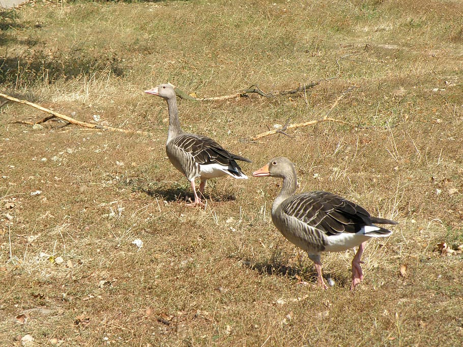 goose, geese, feast, grass, bird, animals in the wild, animal wildlife HD wallpaper