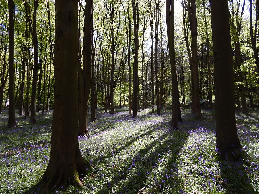 photograph of woods, bluebell wood, flowers, springtime, idyllic, HD wallpaper