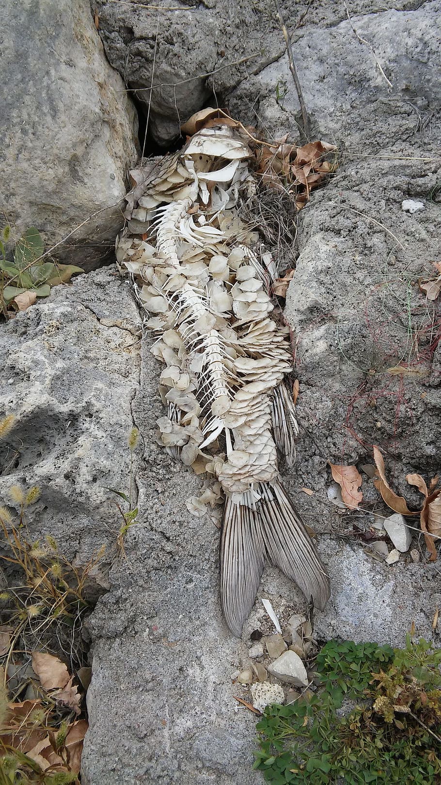 lake, dam, skeleton, bones, nature, solid, rock, day, high angle view HD wallpaper