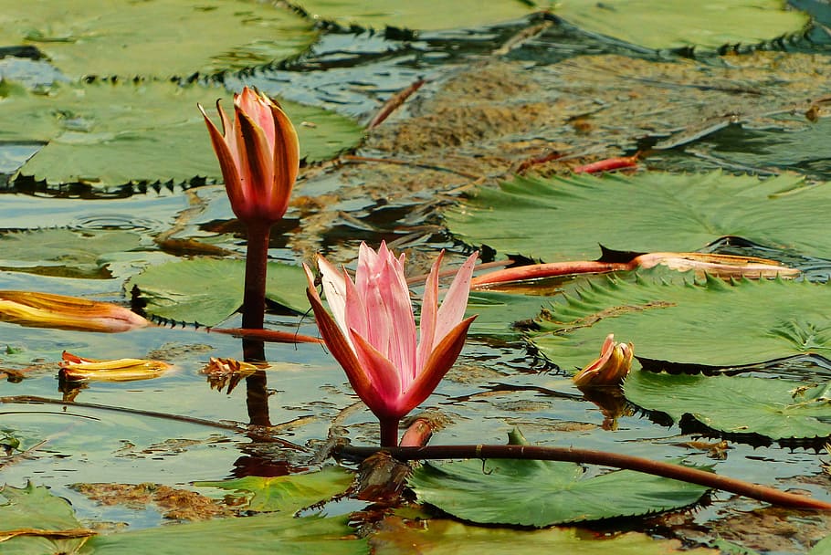 two pink waterlilies, heviz, hungary, thermal spring, spa, water lilies