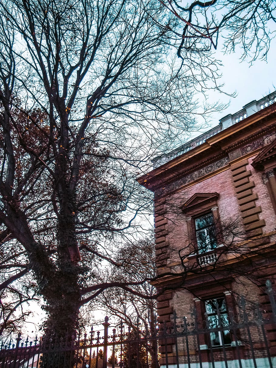 school, building, old building, tree, blue, sky, sunset, window HD wallpaper