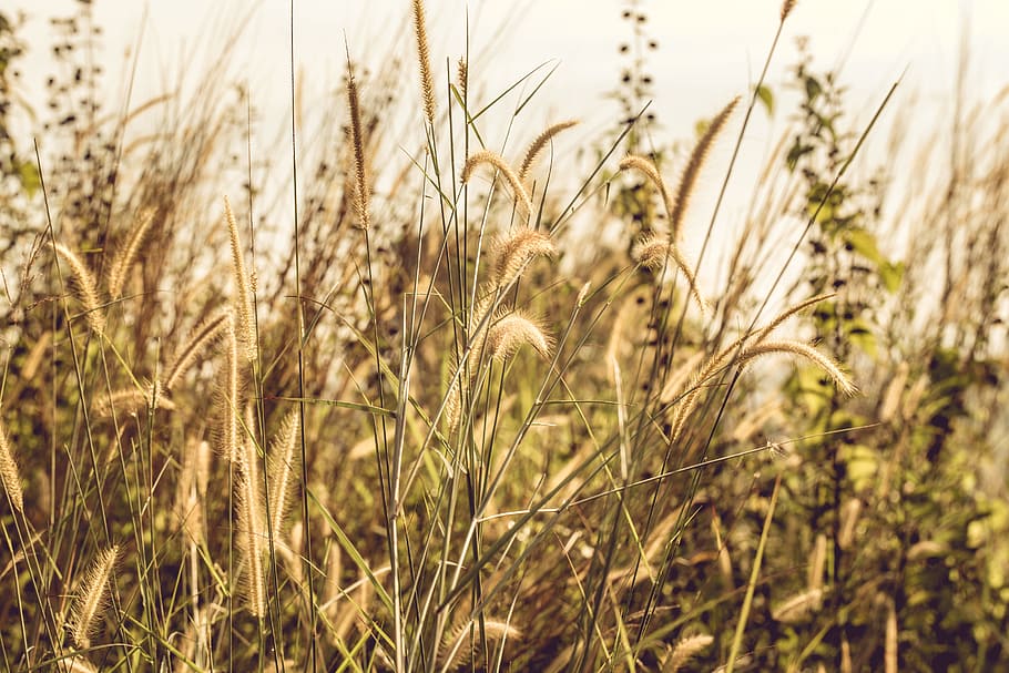 Grass Covered Field during Day, close-up, countryside, daylight HD wallpaper