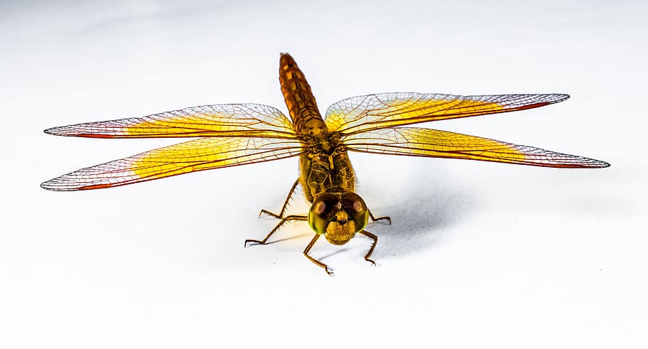 Dragonfly, Insect, Yellow, Close, Chitin, wing, one animal HD wallpaper