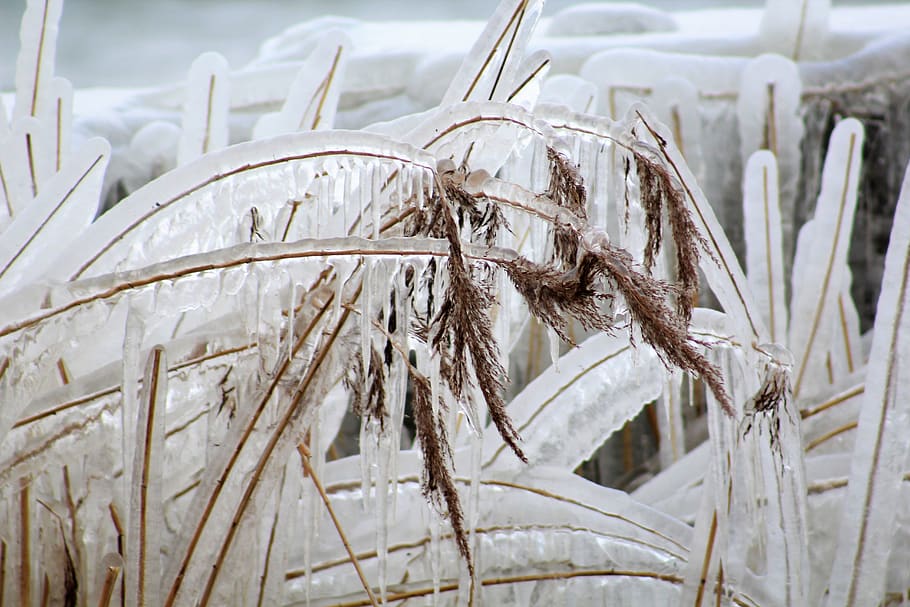 reed, icicle, winter, lake, cold, no people, close-up, plant HD wallpaper