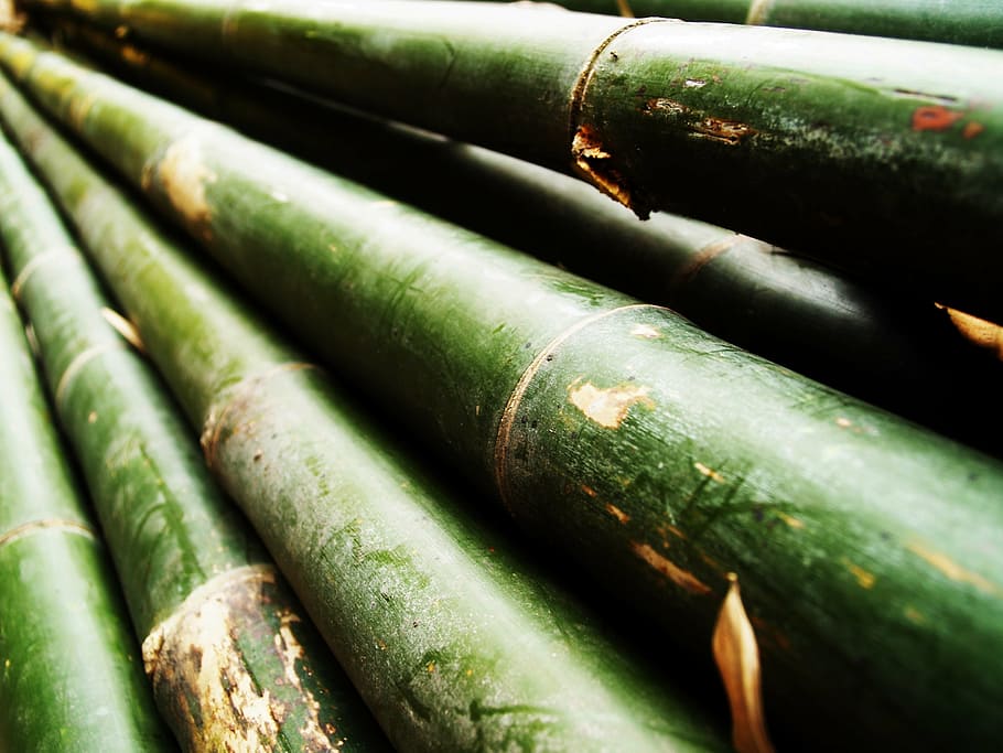green bamboo, forest, japan, background, tree, outdoor, decoration HD wallpaper