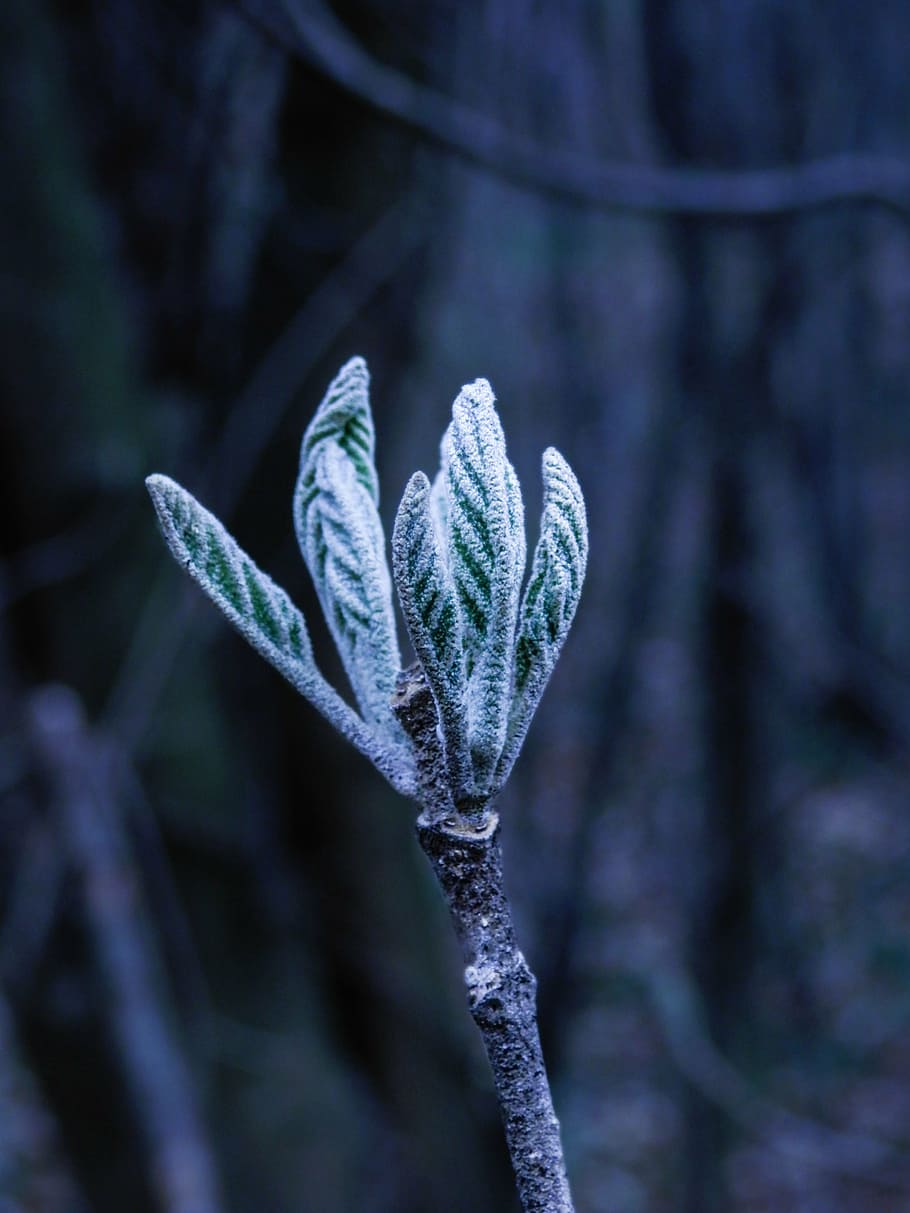 leaf, small, macro, nature, plant, growth, no people, close-up HD wallpaper