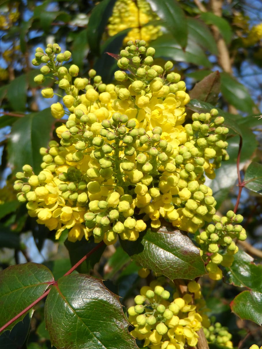 mahogany, flowers, yellow, grow, plant, nature, seed plant