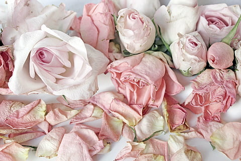 yellow and white flowers, roses, pink, background, romantic HD wallpaper