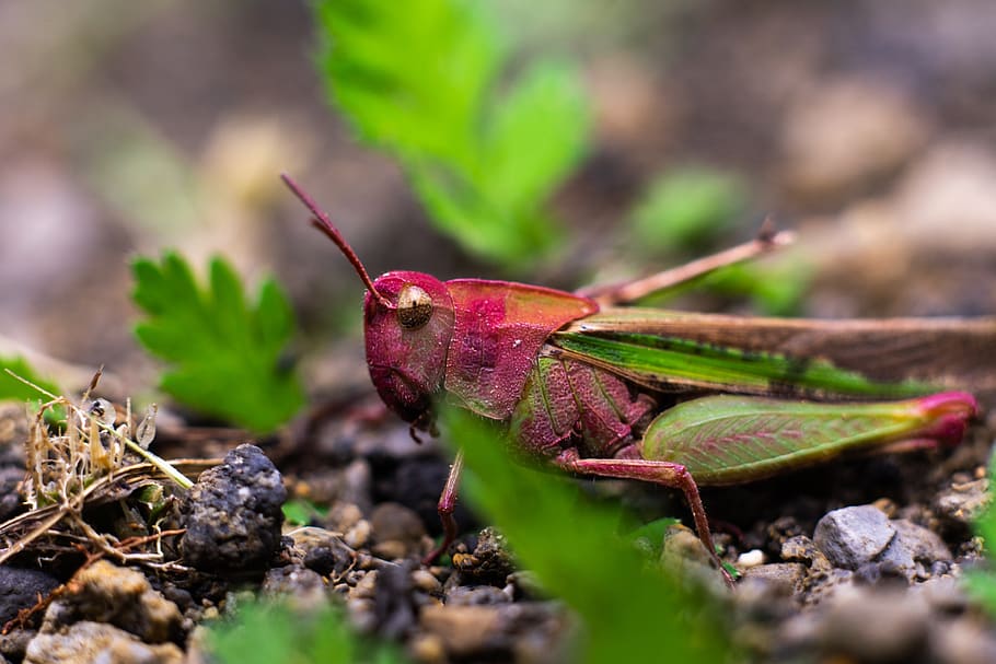 bug, insect, grass, grass hopper, leaf, colorful, spring, flora HD wallpaper