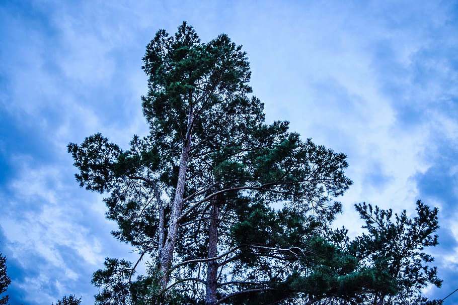 sky, abendstimmung, silent, tree, branch, tribe, blue, plant HD wallpaper