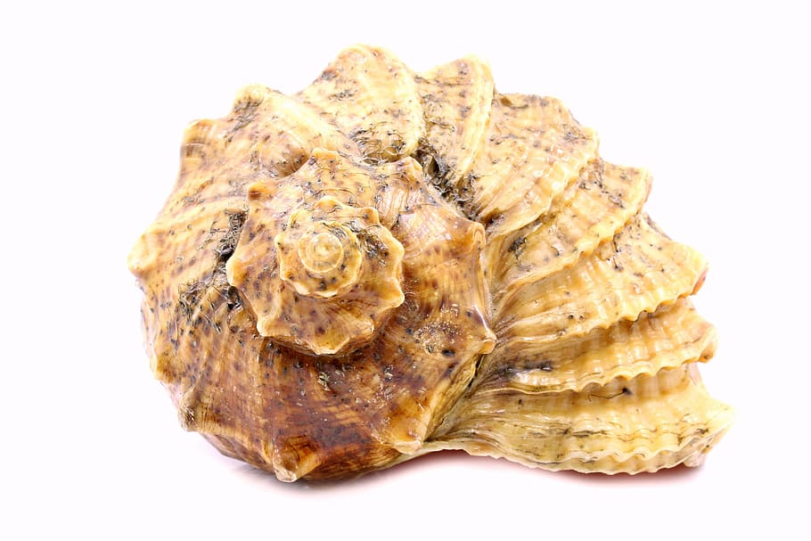 beige seashell, rare, white, shells, background, single, marine HD wallpaper