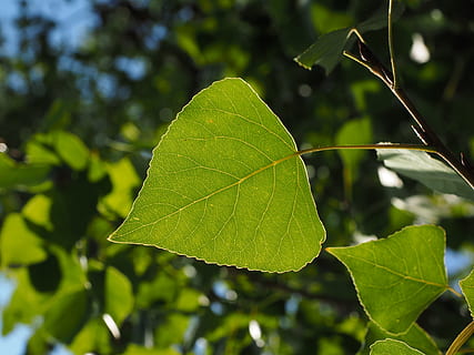 Leaf, Poplar, Veins, Tree, poplar leaf, leaf veins, green, nature HD wallpaper