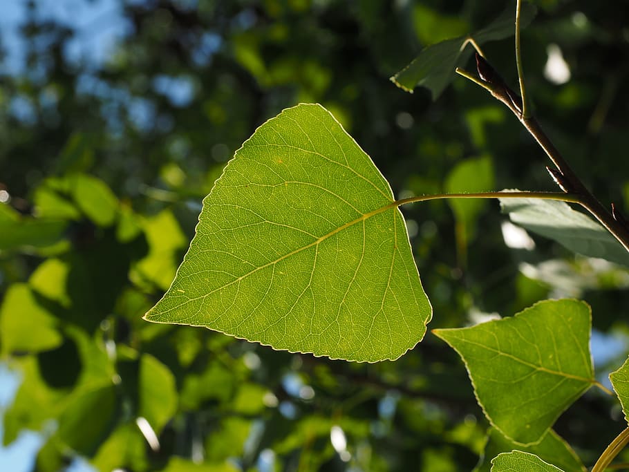 Leaf, Poplar, Veins, Tree, poplar leaf, leaf veins, green, nature HD wallpaper